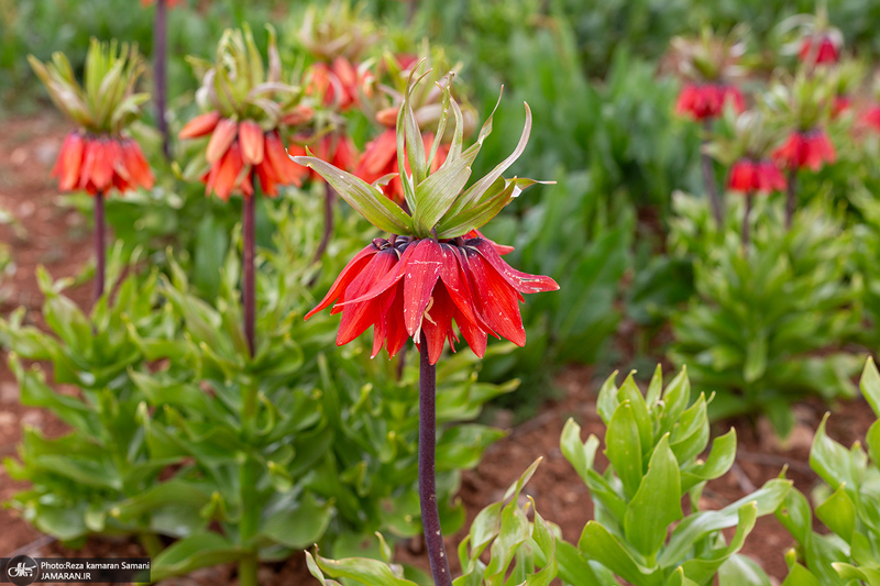 دشت لاله های واژگون کوهرنگ