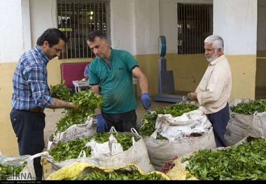 حدود ۹۰ درصد مطالبات چای‌کاران رامسر پرداخت شد