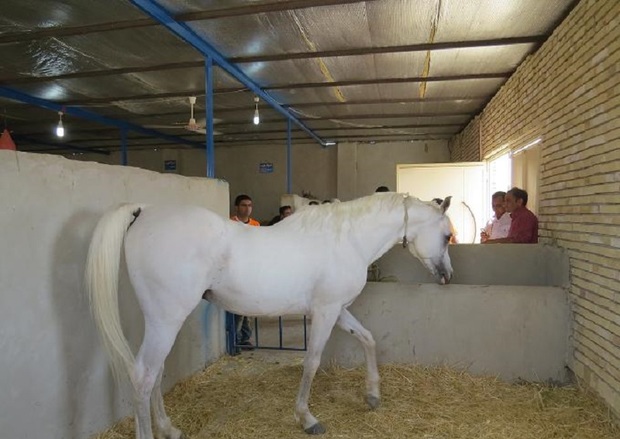 فعالان صنعت پرورش اسب در ابرکوه نیاز به حمایت دارند