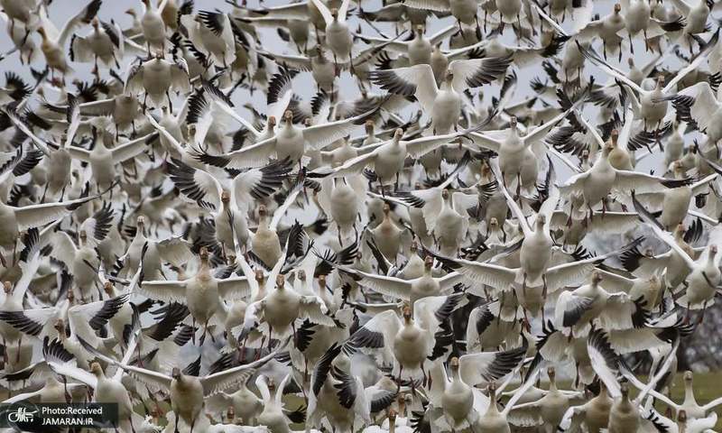 منتخب تصاویر امروز جهان- 23 دی