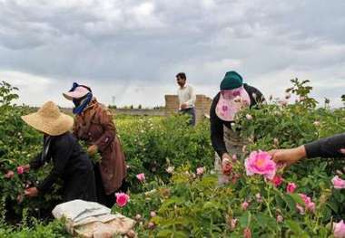 برداشت گل محمدی در خمین آغاز شد