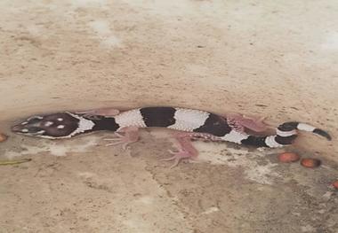 مشاهده مارمولک جکوی پلنگی در ملکشاهی