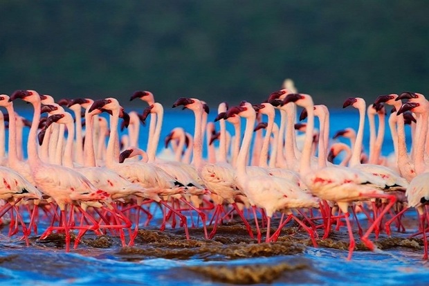 شمار فلامینگوهای دریاچه ارومیه به 45 هزار بال افزایش می یابد