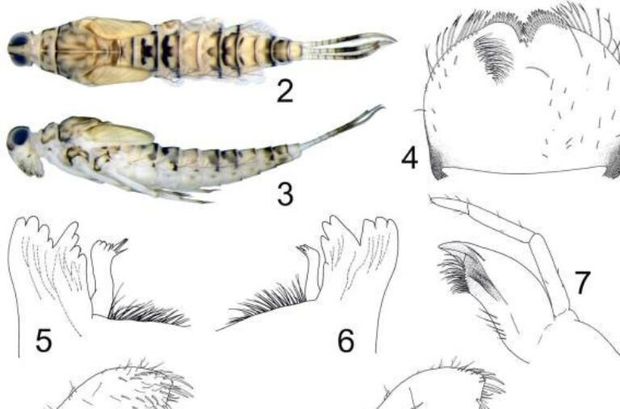 شناسایی ۱۸ گونه جدید از حشرات آبزی