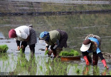 سایه باورهای سنتی بر کشت برنج مازندران