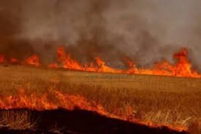 بیش از هشت هکتار از مزارع گندم روستای هلیل رود رابر طعمه حریق شد