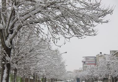 شهروندان مهابادی شاخه درختان را برف تکانی کنند