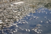 هزاران ماهی در سد دره حیدر الیگودرز تلف شد