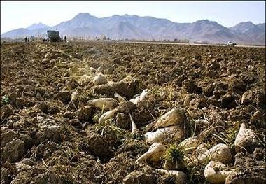 سرمایه داران برای احداث کارخانه قند اسدآباد مشارکت کنند