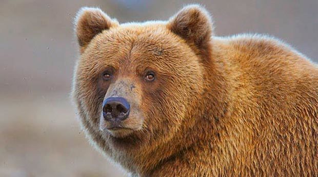تشدید حفاظت از خرس قهوه ای در سبلان