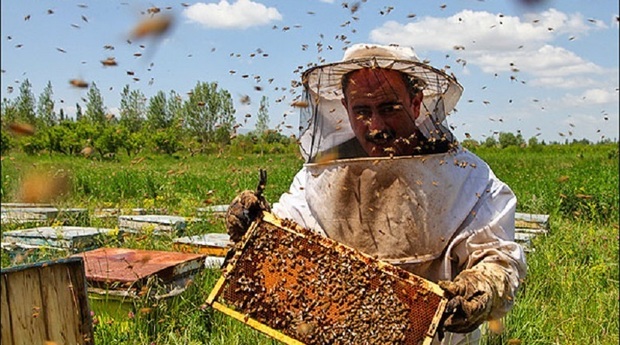 سرشماری کلنی های عسل البرز آغاز شد