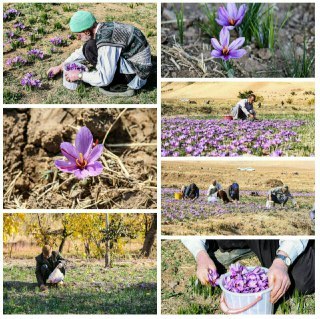 آغاز برداشت گل زعفران از کشتزارهای سبزوار