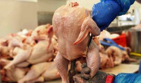 کاهش جوجه ریزی افزایش قیمت گوشت مرغ در استان مرکزی را رقم زده است