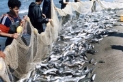 رشد 12 درصدی صید ماهیان استخوانی در مازندران