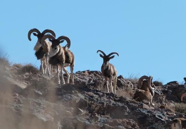 سرشماری پاییزه پستانداران در خراسان جنوبی آغاز شد