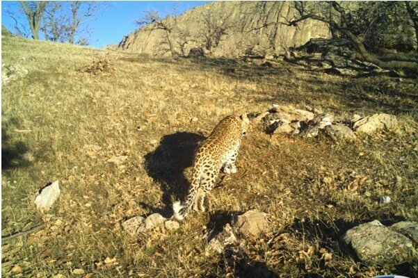 ثبت تصویر پلنگ ایرانی در لرستان