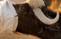 حمله خشکسالی شدید به عراق (7)