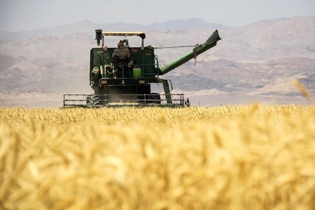 60 هزار تن گندم از کشاورزان نقده خریداری شد