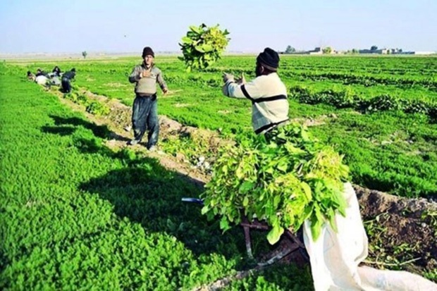 760میلیارد ریال به تعاونی های روستایی بوشهر پرداخت شد