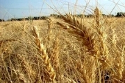 نرخ هر کیلو گندم برای خرید تضمینی تعیین شد: 19500 تومان