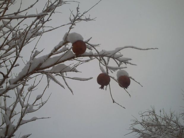 محصولات کشاورزان در برابر سرمازدگی آسیب زا هستند