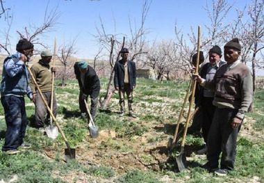 ۸۰ هزار گیلانی بیمه صندوق کشاورزان و روستائیان هستند