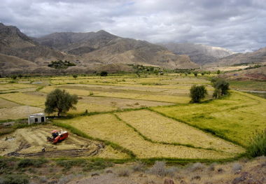 تحقق بیش از ۹۸ درصدی سهم کشت ابلاغی گندم در زنجان