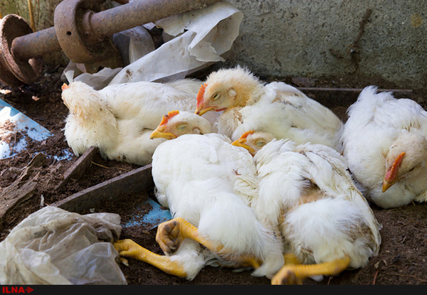17 میلیون مرغ مبتلا به آنفولانزا امحا شد   بیماری تحت کنترل است