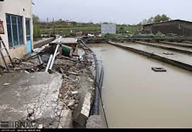 سیلاب 30 میلیارد ریال به مزارع پرورش ماهی در بروجرد خسارت زد