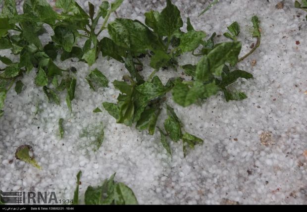 بیمه کشاورزی در کردستان ۱۴۱ میلیارد ریال غرامت پرداخت می‌کند