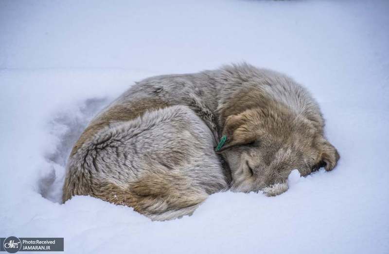 منتخب تصاویر امروز جهان - 1 فروردین 1401