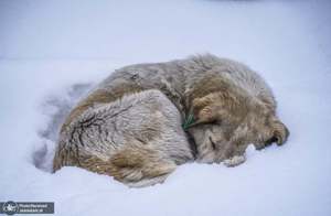 منتخب تصاویر امروز جهان - 1 فروردین 1401