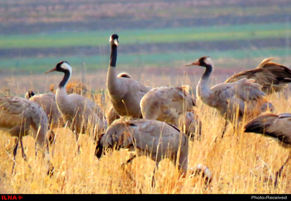 تایباد، میزبان زمستانی درنای خاکستری  جریمه نقدی و حبس برای شکارچیان متخلف