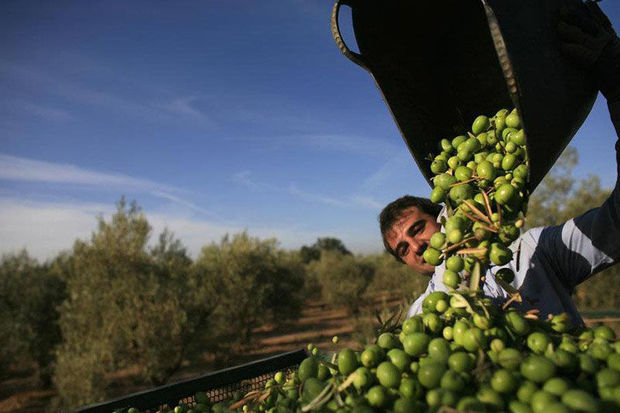 ۲۹۵ تن زیتون از باغات آبدانان برداشت می‎شود