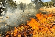 ۸۲۵ هکتار از اراضی استان قزوین امسال در آتش سوخت