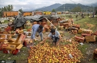 کشاورزان میوه کشمیر با ضررهای هنگفتی مواجه شدند (10)