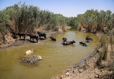 حریق دوباره به جان هورالعظیم افتاد