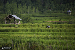 منتخب تصاویر امروز جهان- 2 مرداد