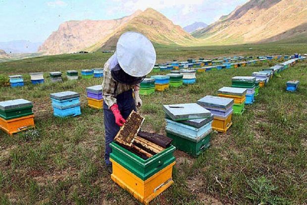 جابجایی کلنی زنبورعسل هنگام سرشماری ممنوع شد