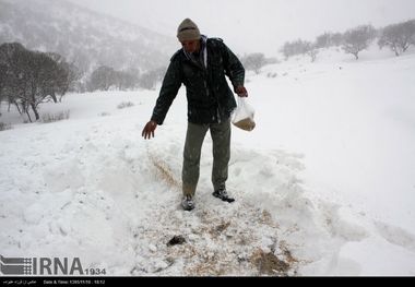 حیوانات را در برف گرسنه نگذارید