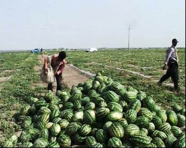 لرستان تشنه و محصولاتی که آب را می بلعند