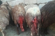 16 گوسفند دامدار پلدختری طعمه گرگها شدند