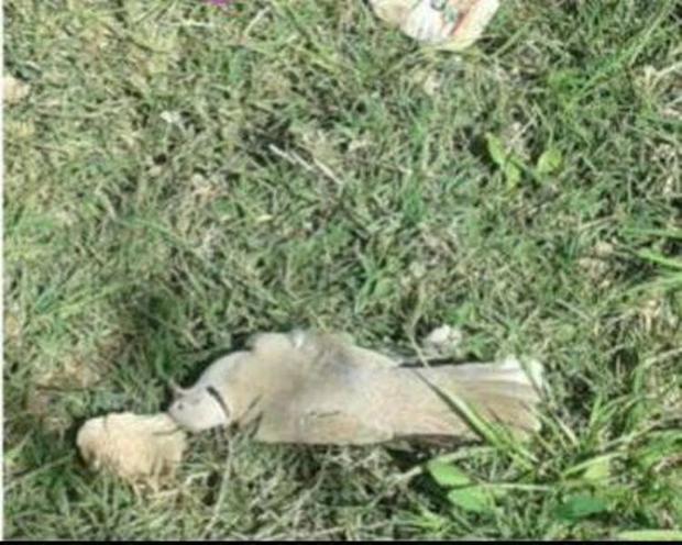 2 کشاورز عامل مرگ دهها پرنده در دزفول دستگیر شدند