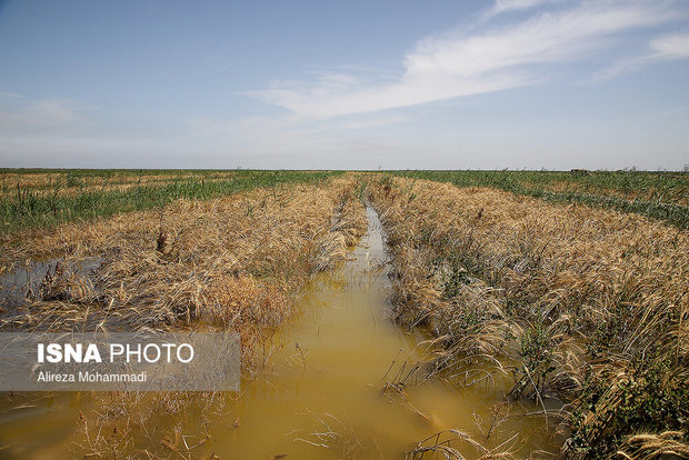پرداخت ۴۷ میلیارد تسهیلات خسارت سیل به کشاورزان خراسان جنوبی