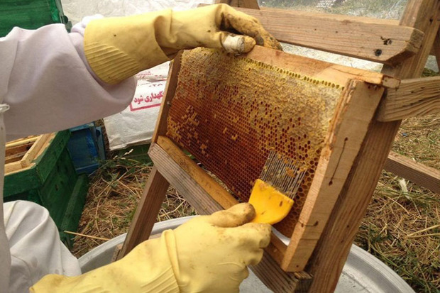 تولید عسل در زنجان پنج درصد رشد یافت