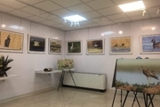 نمایشگاه عکس حیات وحش در نگارخانه مهر قزوین برپا شد