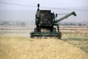 تولید گندم در استان بوشهر 64درصد کاهش یافت
