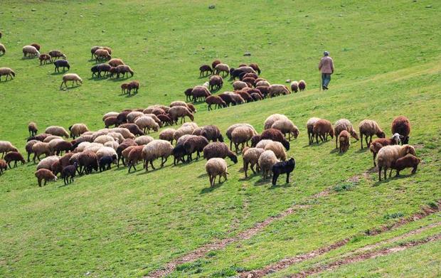 94 فقره پرونده چرای غیرمجاز در همدان تشکیل شد