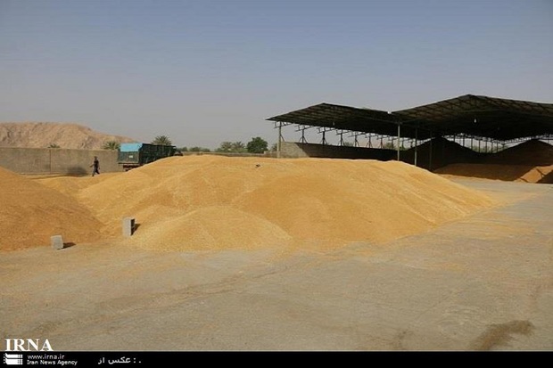 50 درصد مطالبات گندمکاران یک هفته پس از تحویل پرداخت می شود