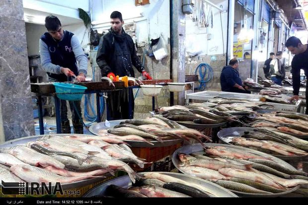 رونق دوره‌گردی فروش ماهیان پرورشی در مازندران